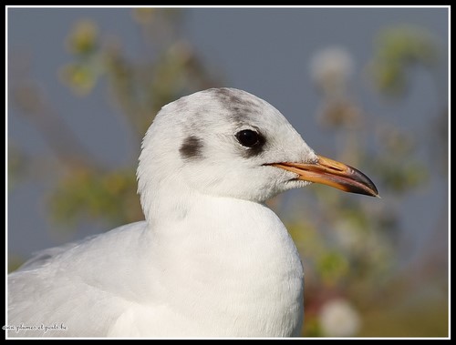 Mouette rieuse